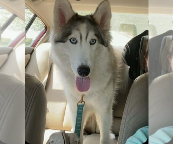 Medium Photo #1 Siberian Husky Puppy For Sale in Scottsboro, AL, USA
