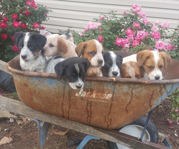 Medium Photo #1 Australian Stumpy Tail Cattle Dog-Brittany Mix Puppy For Sale in JETERSVILLE, VA, USA