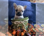 Puppy Pumpkin French Bulldog