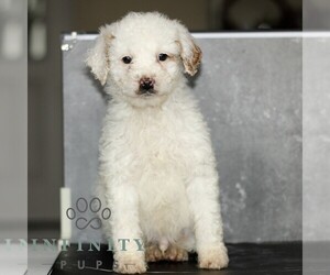 Poodle (Miniature) Puppy for sale in LEOLA, PA, USA