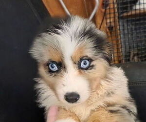 Miniature Australian Shepherd Puppy for sale in PITTSBURG, KS, USA