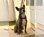 Small #13 Mutt