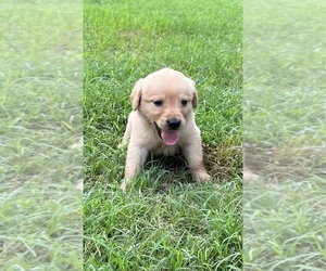 Golden Labrador Puppy for sale in SUMMIT, MS, USA