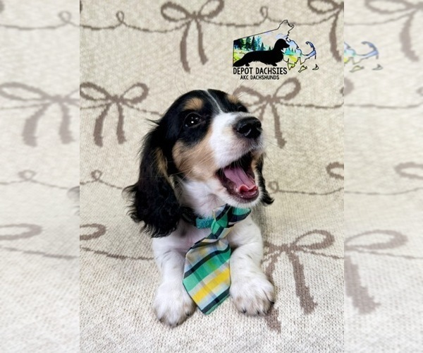 Medium Photo #8 Dachshund Puppy For Sale in SOUTH EASTON, MA, USA