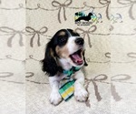 Small #7 Dachshund