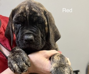 Mastiff Puppy for sale in BARNWELL, SC, USA