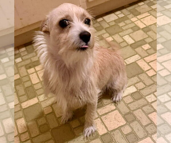 Medium Photo #2 Jack Russell Terrier-Unknown Mix Puppy For Sale in Spring Lake, NC, USA