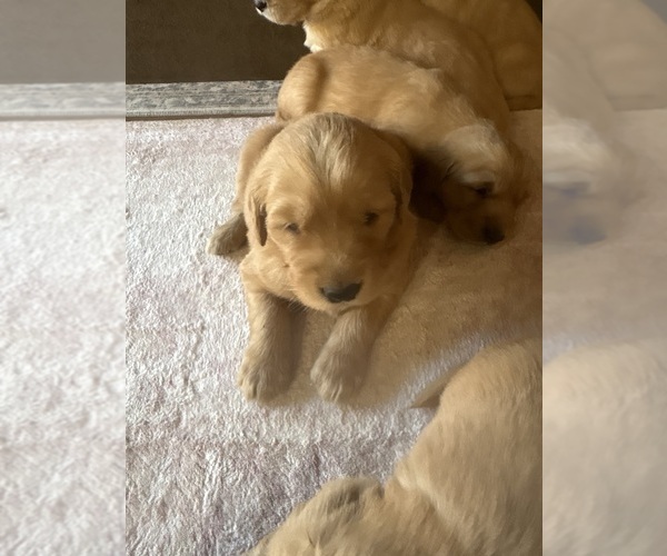 Medium Photo #1 Golden Retriever Puppy For Sale in GARDEN VALLEY, CA, USA