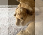 Image preview for Ad Listing. Nickname: Honey