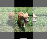 Small #3 American Pit Bull Terrier-American Staffordshire Terrier Mix