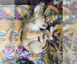 Small #1 American Pit Bull Terrier Mix
