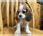 Small #2 Cocker Spaniel