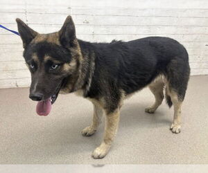 Siberian Husky-Unknown Mix Dogs for adoption in San Bernardino, CA, USA