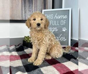 Goldendoodle (Miniature) Puppy for sale in FRANKLIN, IN, USA