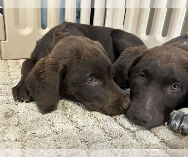 Medium Photo #3 Labrador Retriever Puppy For Sale in Clovis, CA, USA