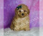 Small #7 Maltipoo (Toy)