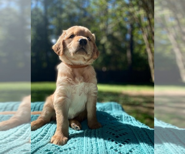 Medium Photo #11 Golden Retriever Puppy For Sale in BUTNER, NC, USA