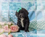 Small Photo #6 Sheepadoodle Puppy For Sale in GLEN ROCK, PA, USA