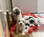 Small Photo #4 Havanese Puppy For Sale in WICKENBURG, AZ, USA