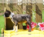 Small Photo #5 Boston Terrier Puppy For Sale in FREDERICKSBG, OH, USA