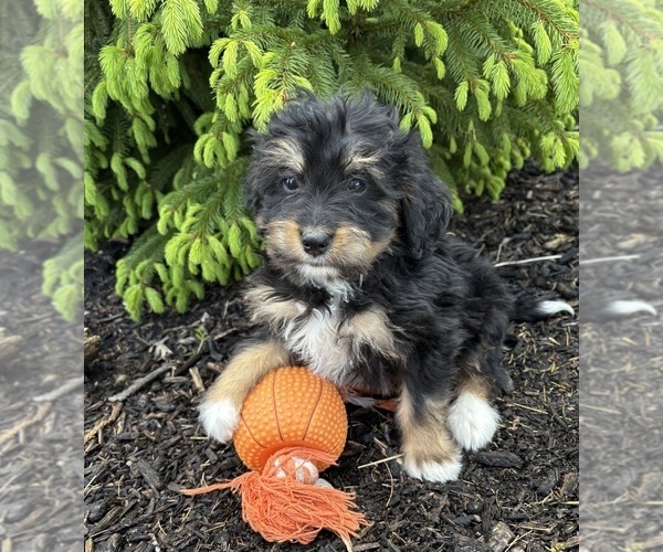 Medium Photo #3 Bernedoodle Puppy For Sale in MIDDLEBURY, IN, USA