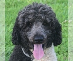Small Photo #1 Bernedoodle Puppy For Sale in NASHVILLE, TN, USA