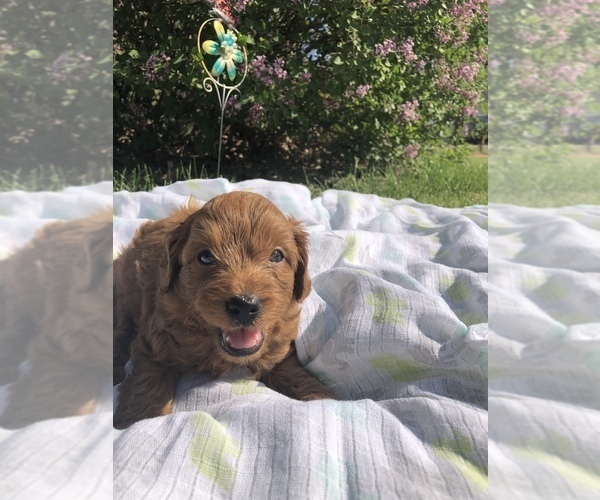 Medium Photo #4 Cavapoo Puppy For Sale in HOLDEN, MO, USA