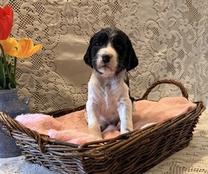 English Springer Spaniel Puppy for sale in OWEN, WI, USA