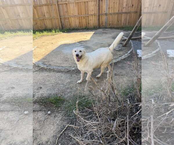 Medium Photo #2 Labsky Puppy For Sale in Jackson, MS, USA