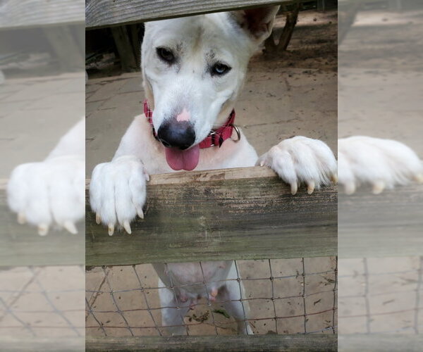 Medium Photo #7 Bull Terrier-Huskies  Mix Puppy For Sale in Winston Salem, NC, USA