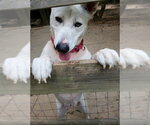 Small #6 Bull Terrier-Huskies  Mix