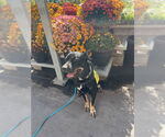 Small #5 Doberman Pinscher-Staffordshire Bull Terrier Mix