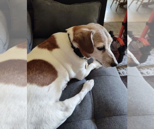 Medium Photo #2 Jack Russell Terrier Puppy For Sale in Mt. Laurel, NJ, USA