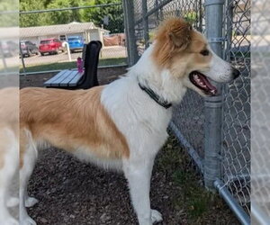 Collie-Unknown Mix Dogs for adoption in Dublin, OH, USA