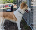 Small Collie Mix