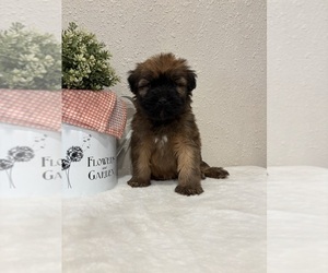 Soft Coated Wheaten Terrier Puppy for sale in SALEM, MO, USA