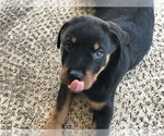 Small Photo #6 Rottweiler Puppy For Sale in KISSIMMEE, FL, USA