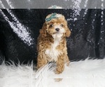Small Photo #120 Poodle (Toy) Puppy For Sale in WARSAW, IN, USA