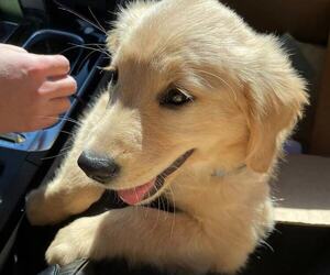 Golden Retriever Puppy for sale in NESCONSET, NY, USA