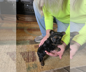 Yorkshire Terrier Puppy for sale in FLEMINGTON, MO, USA