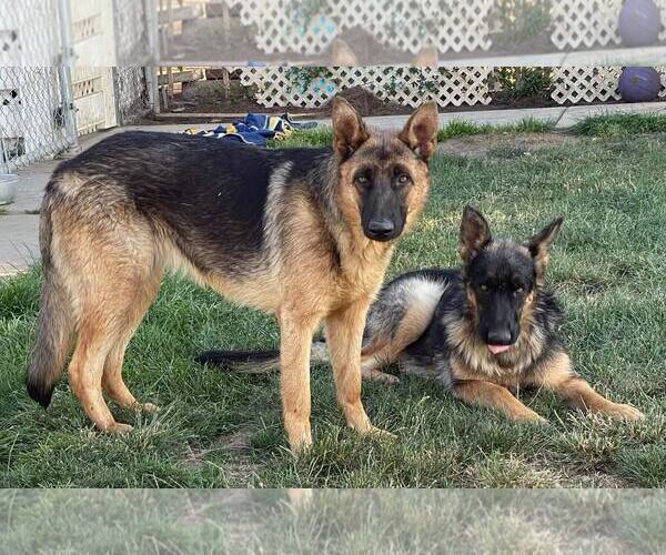 Medium Photo #2 German Shepherd Dog-Unknown Mix Puppy For Sale in La Verne, CA, USA