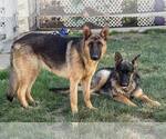 Small #1 German Shepherd Dog Mix