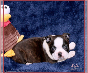 Boston Terrier Puppy for Sale in MOSELLE, Mississippi USA