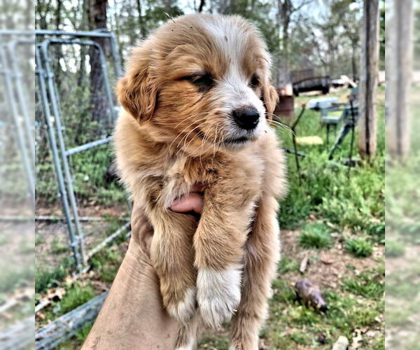 Medium Photo #2 Border Collie Puppy For Sale in Rutherfordton, NC, USA