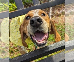 Coonhound-Unknown Mix Dogs for adoption in Hilton Head, SC, USA