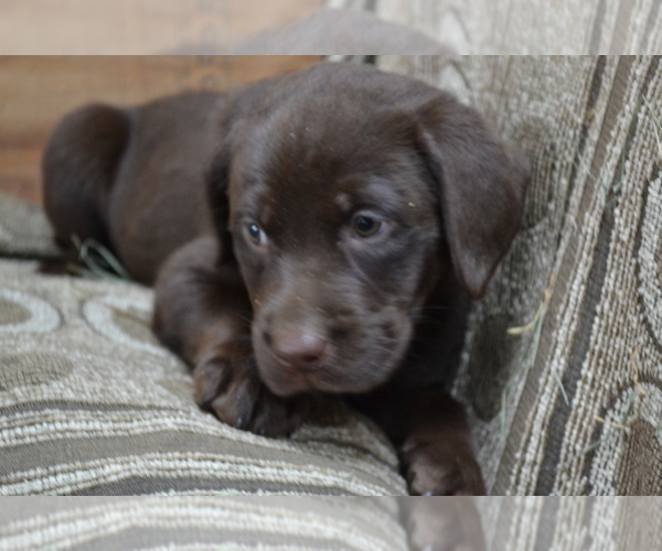 Medium Photo #38 Labrador Retriever Puppy For Sale in GREENWOOD, WI, USA
