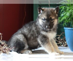 German Shepherd Dog-Siberian Husky Mix Puppy for sale in APPLE CREEK, OH, USA