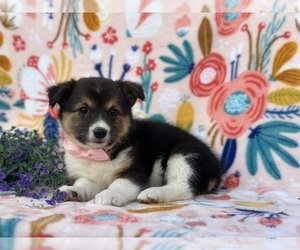 Collie-Pembroke Welsh Corgi Mix Puppy for sale in LANCASTER, PA, USA