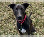 Small #1 Labrador Retriever Mix