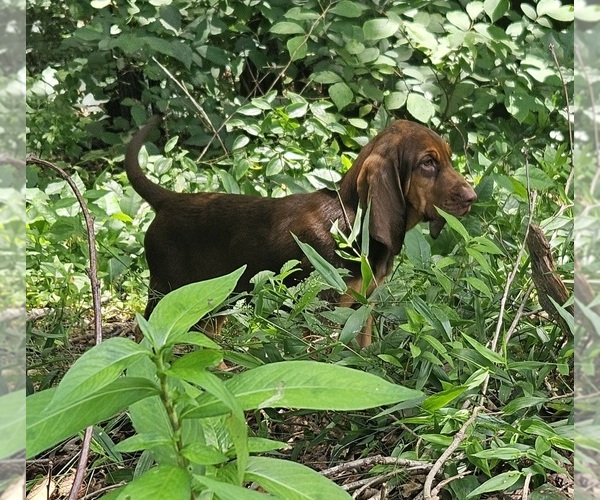 Medium Photo #9 Bloodhound Puppy For Sale in TOCCOA, GA, USA